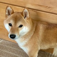 ボールはどこだ？（提供：柴犬勇者むぎまるさん）※一部トリミング