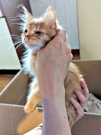 台所で隔離しながらケアを受けるぽわげちゃん（画像提供：ツナさん）