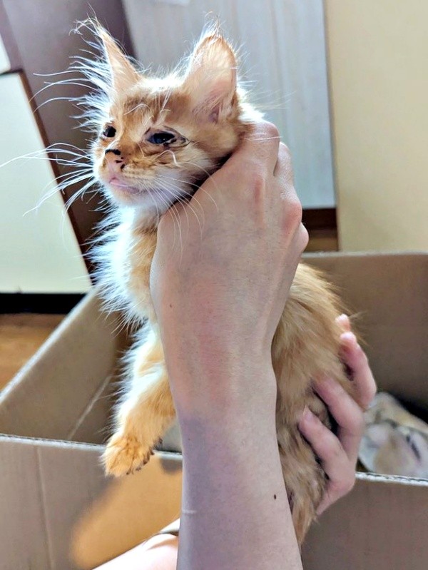 台所で隔離しながらケアを受けるぽわげちゃん（画像提供：ツナさん）