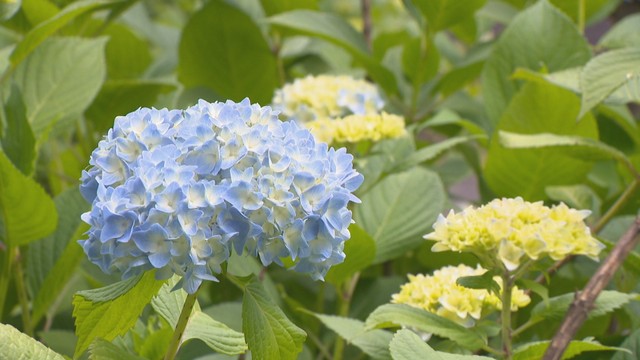 アジサイにハナショウブ…梅雨入りを前に　季節の花を楽しめるスポットを紹介　香川【いまココ！ナビ】