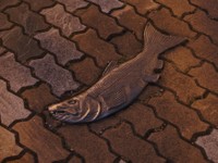 釧路の繁華街・末広町付近の道路に埋められた実物大の鮭のレリーフ ※Towersさん提供