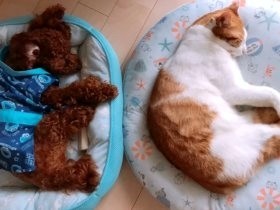猫と犬を迎えて家族に変化　女子高校生は進路を考え直した