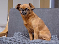 家族大好き！ 頼れる番犬でもあるビノくん（画像提供：ルンタとビノさん）