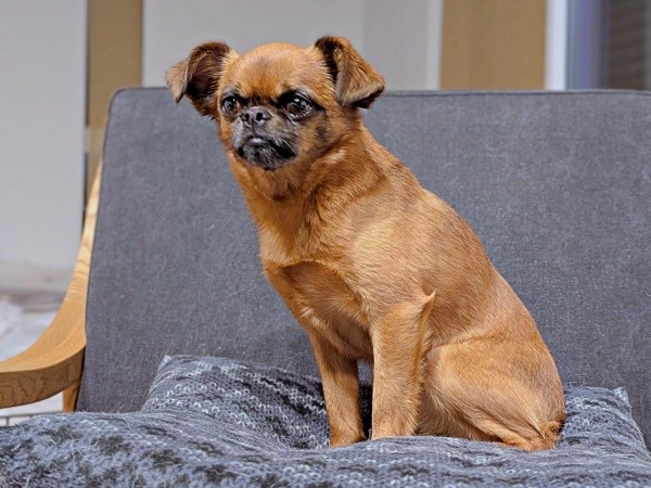 家族大好き！ 頼れる番犬でもあるビノくん（画像提供：ルンタとビノさん）