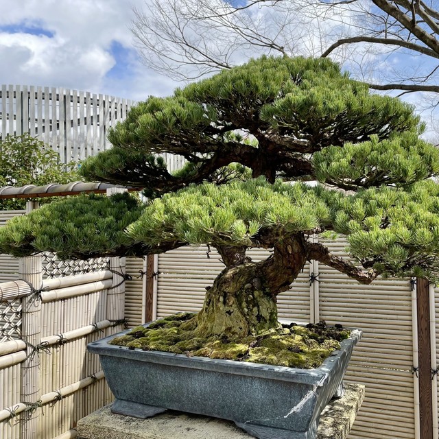 実はとんでもなく高額で取引されることがある盆栽　※画像はイメージです（3Tmom/photoAC）