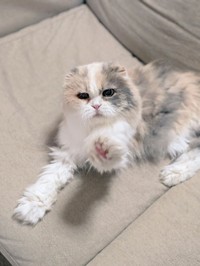 自然剥離後は処方されたヘルペスウイルス用の点眼でケアした