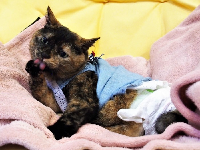 毛づくろいに励む福ちゃん