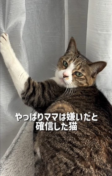 ママ嫌い？（ましゅくるさん提供、Instagramよりキャプチャ撮影）