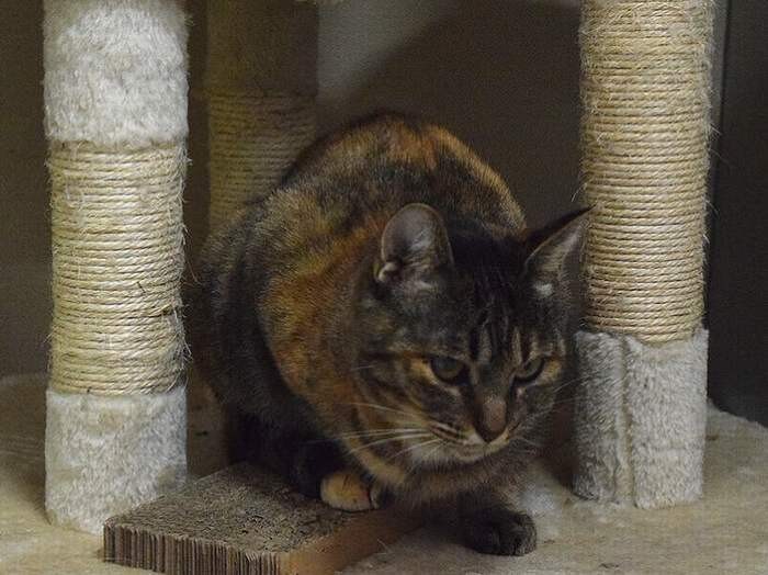 猫部屋の保護猫