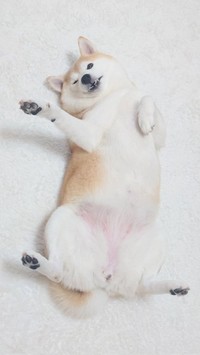 「かまって欲しい時や、撫でて欲しい時にへそ天して待ってる姿がたまりません」（提供：柴犬チャーミーさん）