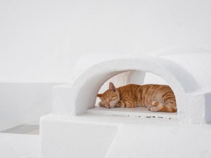 いつも斜に構えていた私に、猫のように入り込んだ奴。その関係がとても心地よかった