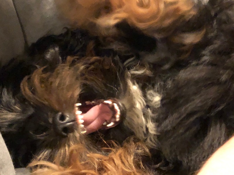 フォスター３匹目のBernadetteちゃん。生まれつき盲目。よく動き、よくほえるこの子も新しい家族が見つかりました