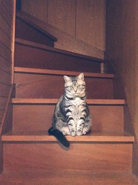 亡き愛猫スピカくん