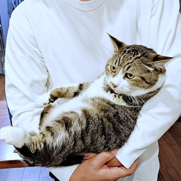 抱っこされてまったりするまめたろくん（画像提供：まめたろさん）