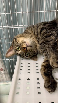 そのかわいさに胸キュン！