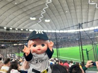 また、阪神の応援に来ちゃいました！