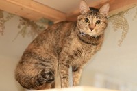 あめは好奇心旺盛な性格。多頭飼育崩壊現場からレスキューされた
