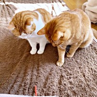 仲良く一緒に遊ぶ（左から）若林くん、ポーチくん（画像提供：たいしおさん）