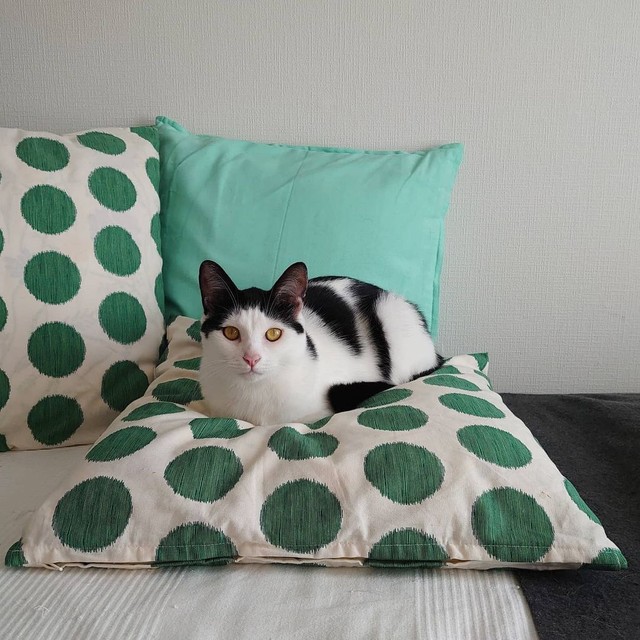 きれいな富士額のペッパーくん