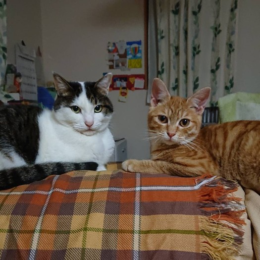 先住のちぃー（左）といいコンビ（提供写真）