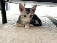 テーブル下で寝そべるテトちゃん（画像提供：テト(バステト女神)と私さん）