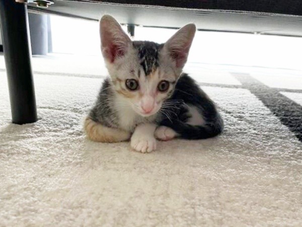 テーブル下で寝そべるテトちゃん（画像提供：テト(バステト女神)と私さん）