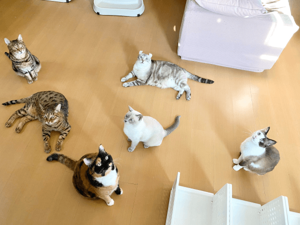 頼れる兄猫となったかるびさんとはらみさん。そしてきょうだいとなった猫たち（画像提供：べじたりあん。）