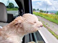車の窓から風を感じるまろちゃん（画像提供：まろこちゃん）