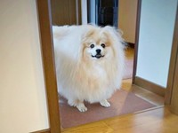 「おやつは？」 笑顔でアピールするぽめおくん（画像提供：妖（よう）さん）