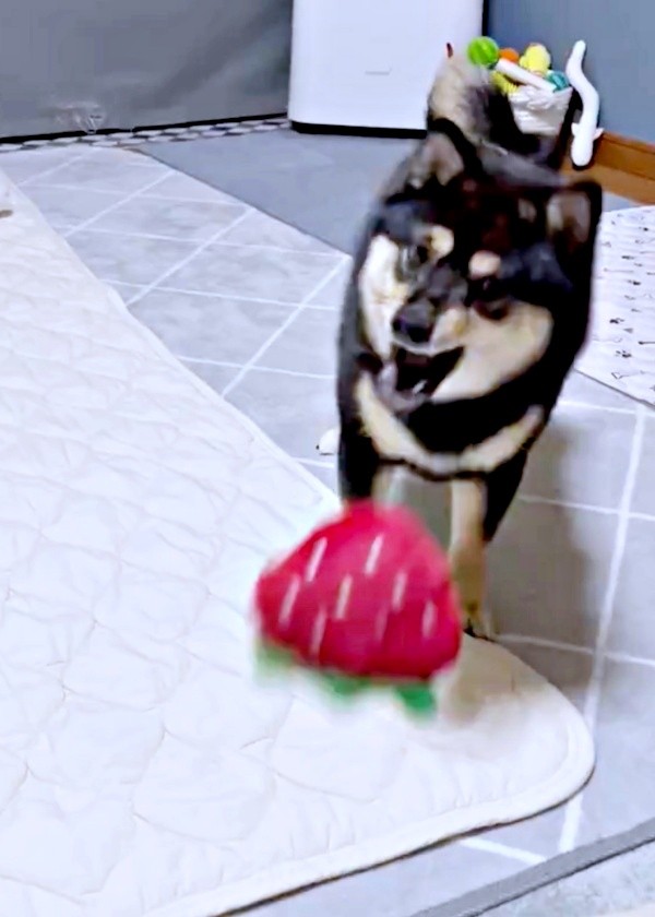 突然、ポイッ！ と投げるこまちちゃん（画像提供：黒柴 こまちさん）