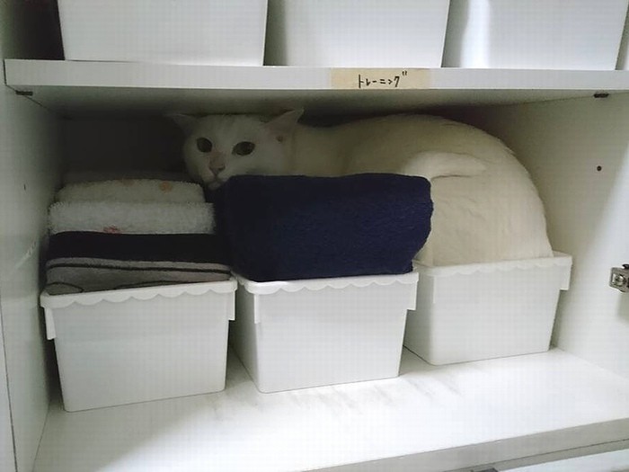 客人があると、自分で扉を開けて棚の中に隠れる