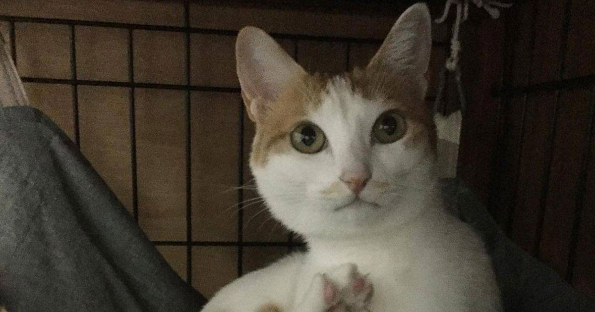 朝起きたらいない！ 家中探したら、壁と段ボールの隙間にすっぽり 茶白