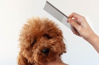 コームは目の粗い部分を使います　※画像はイメージです（Varvara Serebrova/stock.adobe.com）