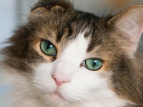 イヌ年でも…　猫好きのための「ねこ手帳2018」