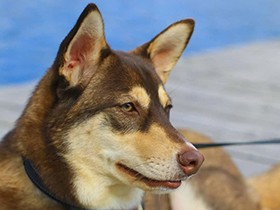 車でおでかけ、湖畔でおすまし　まろ眉が可愛い犬「モコ次郎」