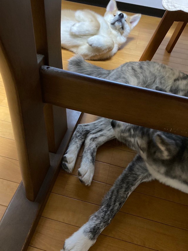 どういう寝相！？（提供：TIM.🫀Glithes.さん）