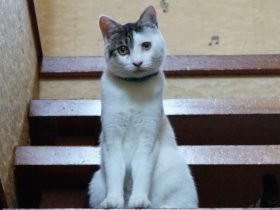 野良猫を見送った後に迎えた２匹の子猫　室内飼いを選択