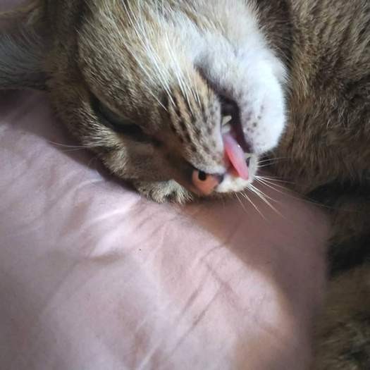 安心して舌を出して眠る