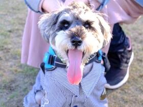 パパが大好きでいつでも独り占めしたい　ミニチュアシュナウザー「ちくわ」