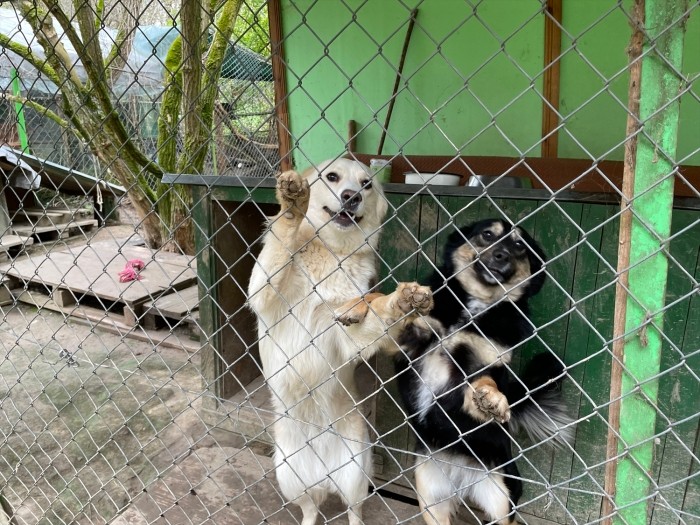 庭の中に建てれている犬舎