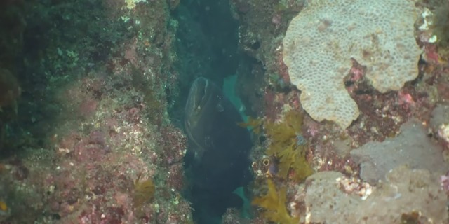 【4年後の様子】放流された港から3kmほど離れた沖合／スイチャンネルさん（@suichannel-umi）提供