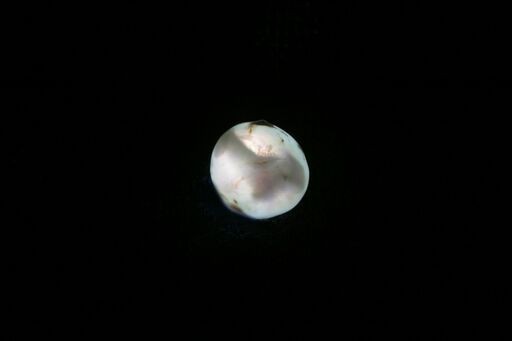 完成した真珠は光を当てると、遺骨が浮かんで見えることもある