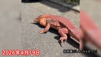 日光浴をするレウスくん。保護当初より体つきがふっくらしていることが分かります／KEISUKEさん（@keisukeminoda）提供