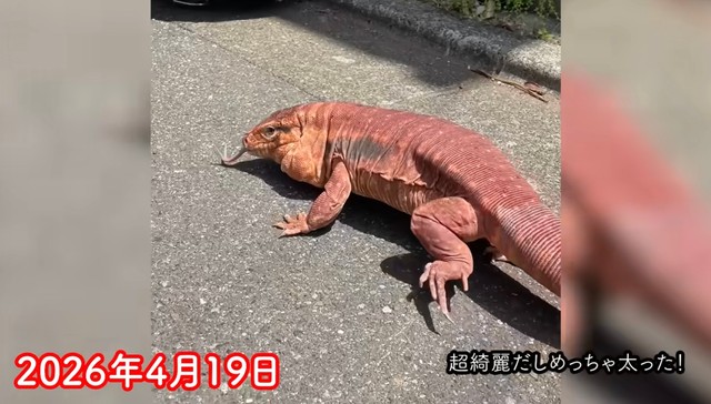 日光浴をするレウスくん。保護当初より体つきがふっくらしていることが分かります／KEISUKEさん（@keisukeminoda）提供