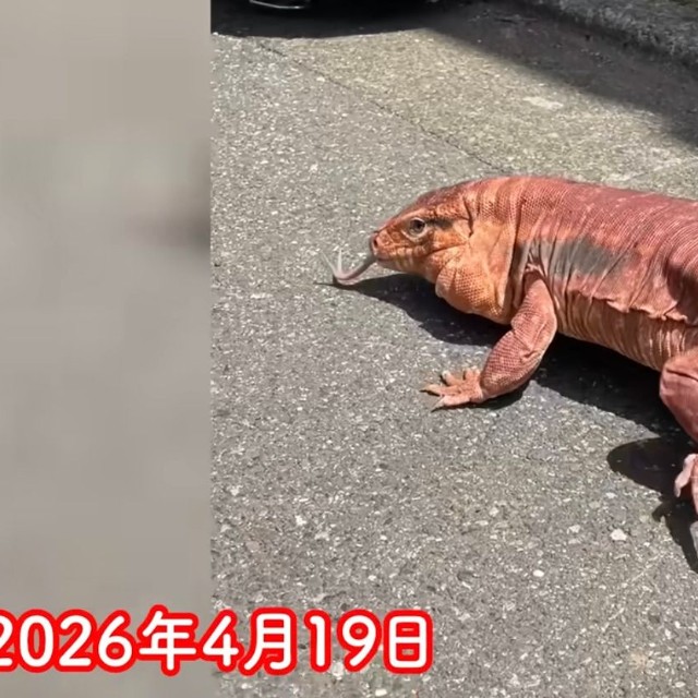 日光浴をするレウスくん。保護当初より体つきがふっくらしていることが分かります／KEISUKEさん（@keisukeminoda）提供