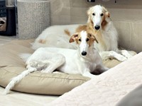 先住犬のベルくんと一緒にくつろぐ（手前）ラムくん（画像提供：ベル ラム ボルゾイさん）