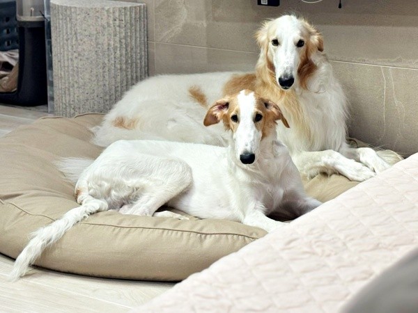 先住犬のベルくんと一緒にくつろぐ（手前）ラムくん（画像提供：ベル ラム ボルゾイさん）