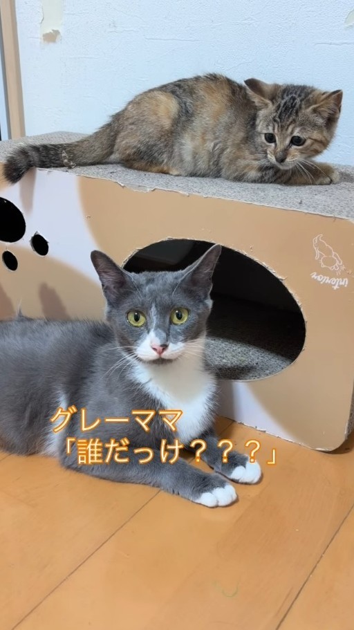 グレーママと初対面時…姫子ちゃんは少し緊張していました（コアさん提供、Instagramよりキャプチャ撮影）