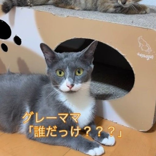 グレーママと初対面時…姫子ちゃんは少し緊張していました（コアさん提供、Instagramよりキャプチャ撮影）
