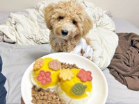 たむくん、生後6カ月のお祝い風景（画像提供：たむさん） ※無断転載禁止